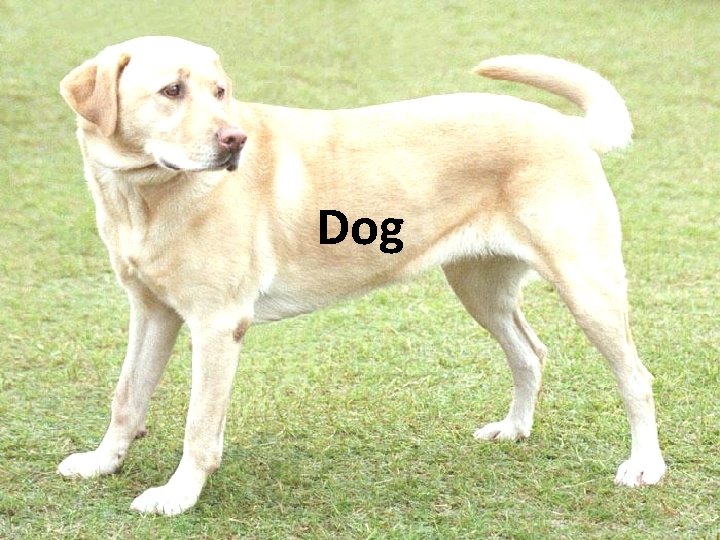 Dog 