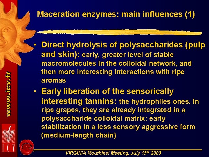 Maceration enzymes: main influences (1) • Direct hydrolysis of polysaccharides (pulp and skin): early,