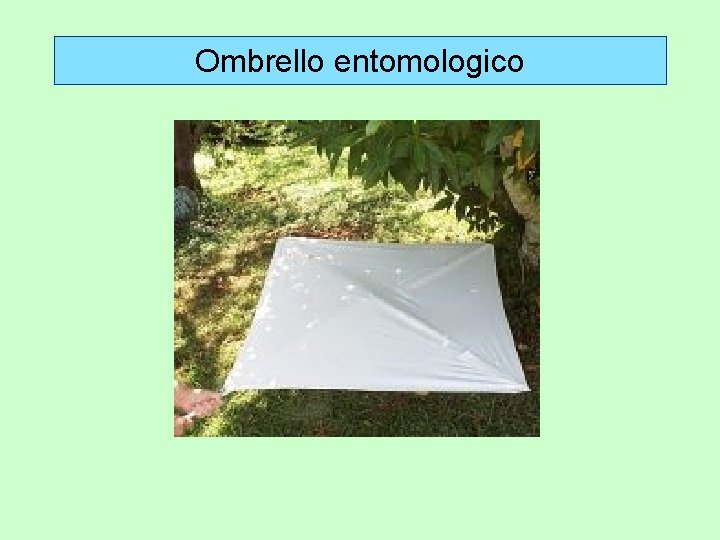 Ombrello entomologico 