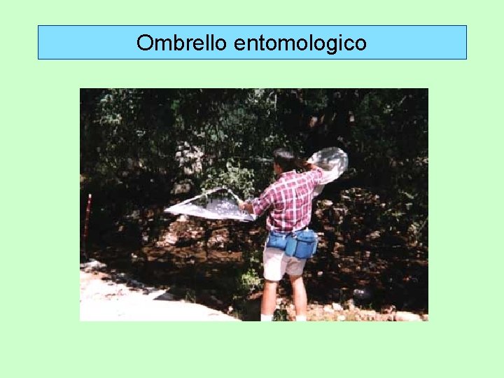 Ombrello entomologico 