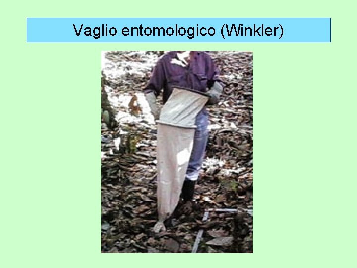 Vaglio entomologico (Winkler) 