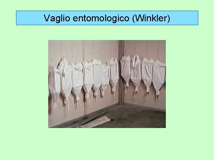 Vaglio entomologico (Winkler) 