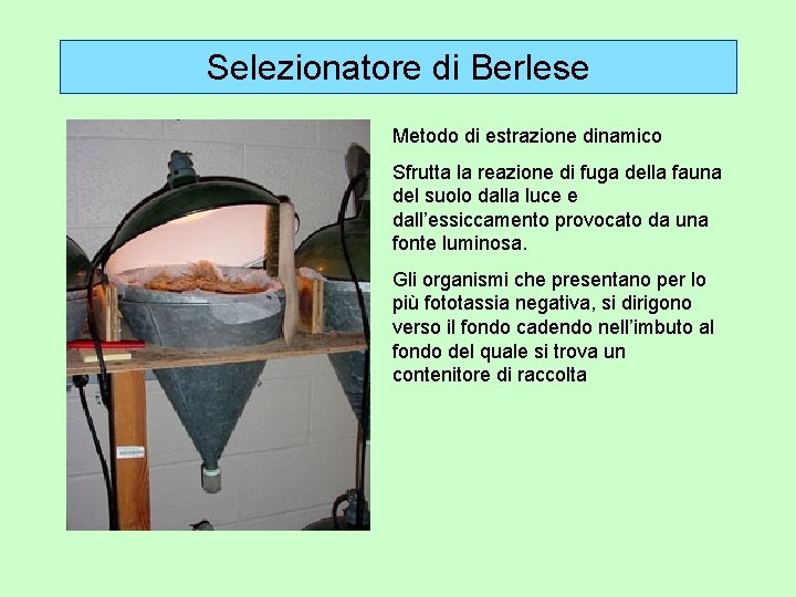 Selezionatore di Berlese Metodo di estrazione dinamico Sfrutta la reazione di fuga della fauna