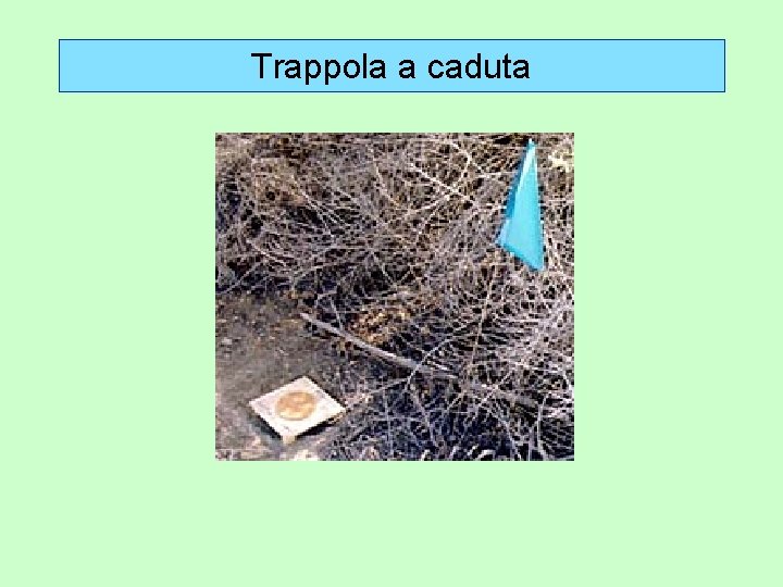 Trappola a caduta 