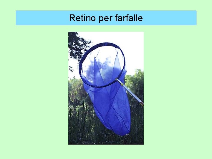 Retino per farfalle 