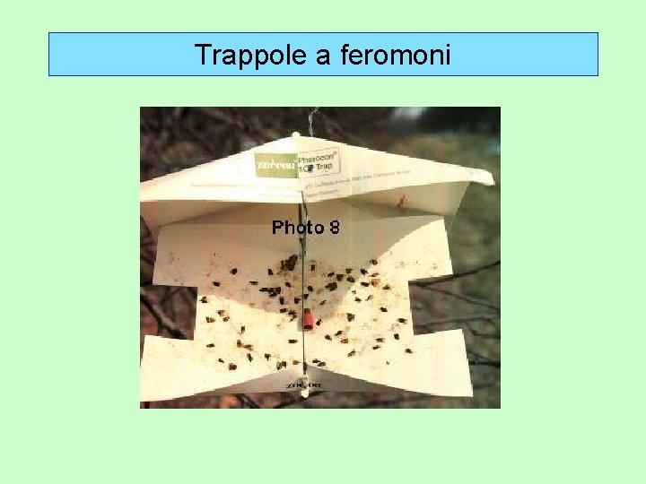 Trappole a feromoni 