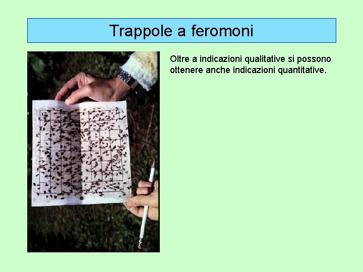 Trappole a feromoni Oltre a indicazioni qualitative si possono ottenere anche indicazioni quantitative. 