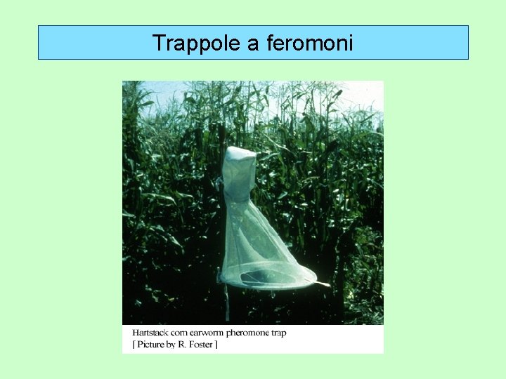 Trappole a feromoni 