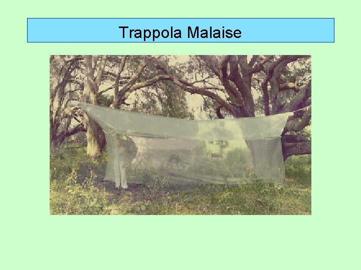 Trappola Malaise 