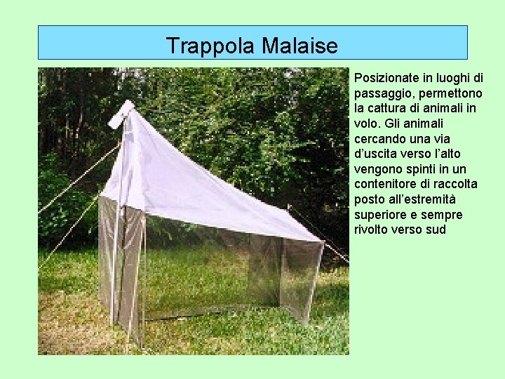 Trappola Malaise Posizionate in luoghi di passaggio, permettono la cattura di animali in volo.