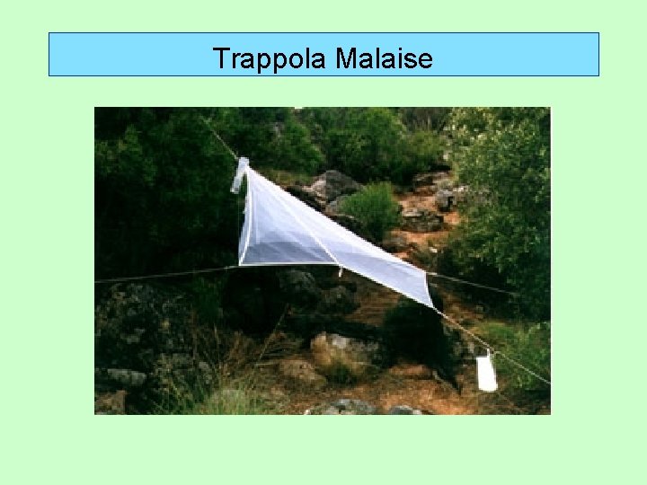 Trappola Malaise 