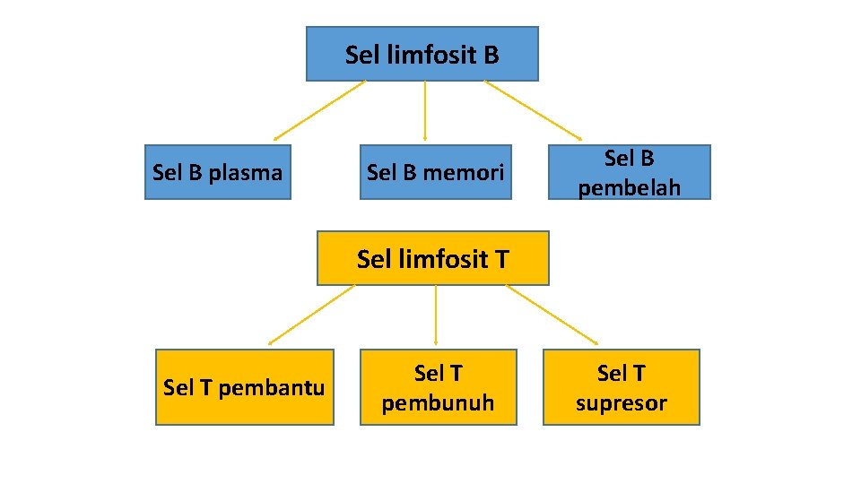 Sel limfosit B Sel B plasma Sel B memori Sel B pembelah Sel limfosit