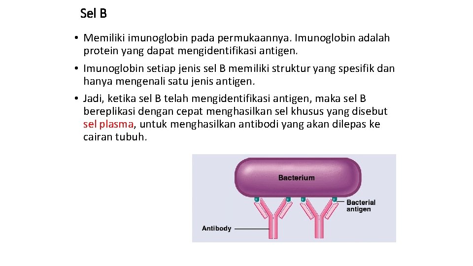 Sel B • Memiliki imunoglobin pada permukaannya. Imunoglobin adalah protein yang dapat mengidentifikasi antigen.