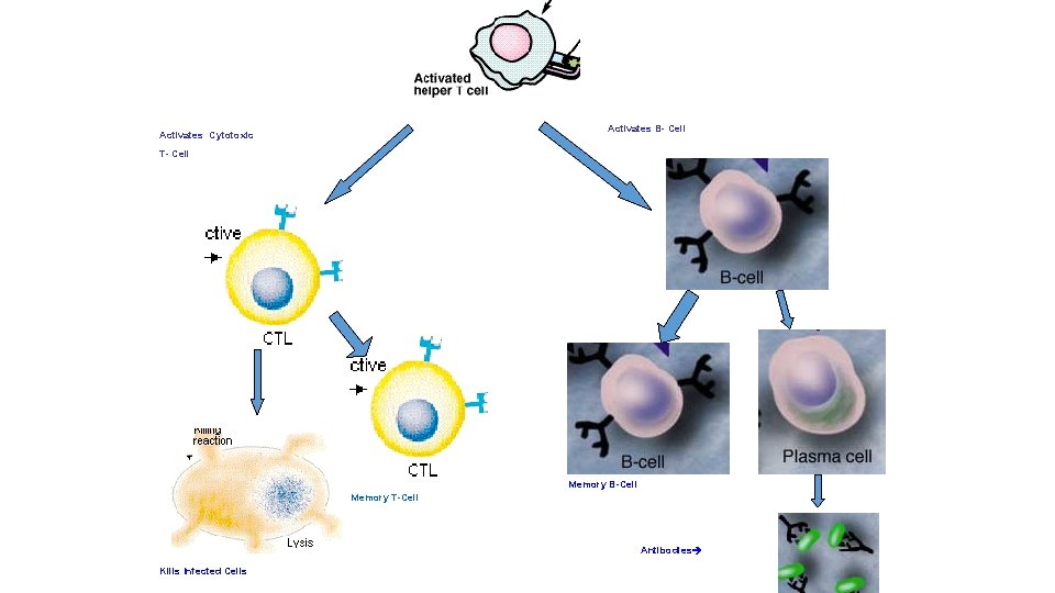 Activates B- Cell Activates Cytotoxic T- Cell Memory B-Cell Memory T-Cell Antibodies Kills Infected