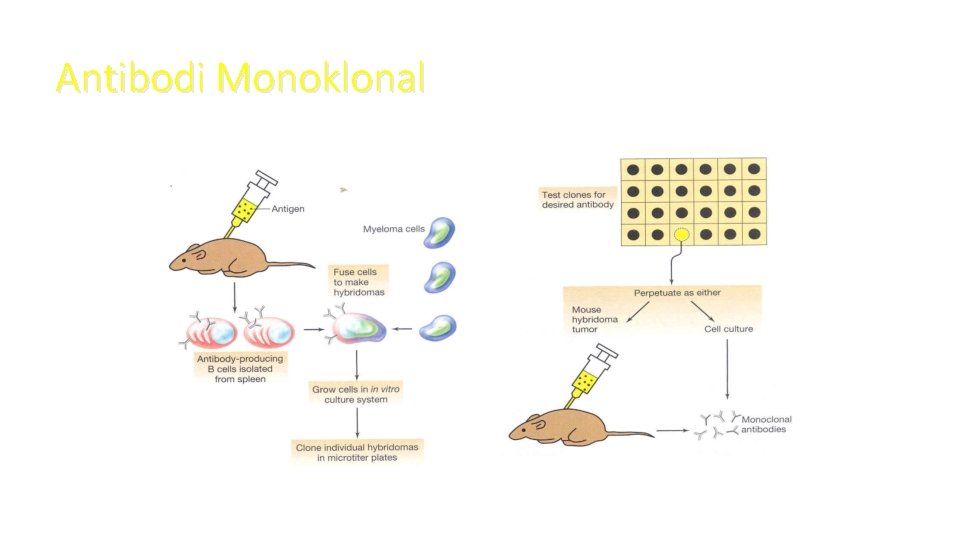 Antibodi Monoklonal 