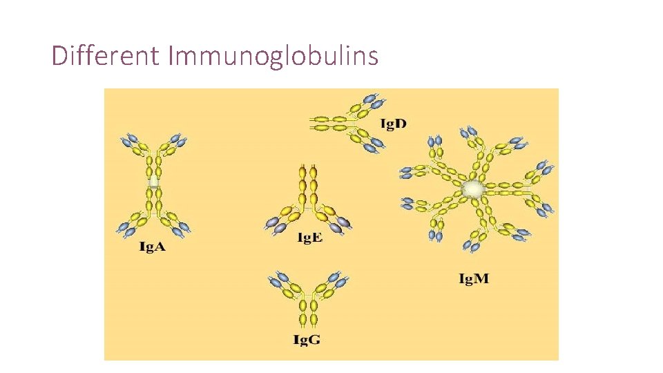Different Immunoglobulins 