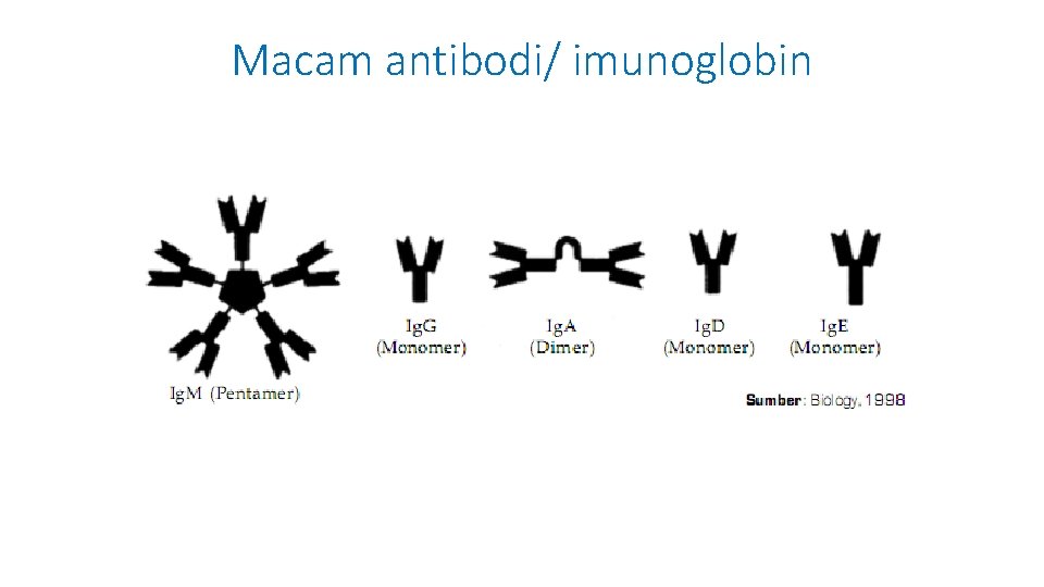 Macam antibodi/ imunoglobin 