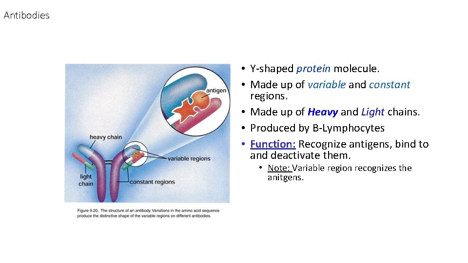 Antibodies • Y-shaped protein molecule. • Made up of variable and constant regions. •