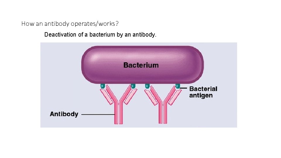 How an antibody operates/works? Deactivation of a bacterium by an antibody. 