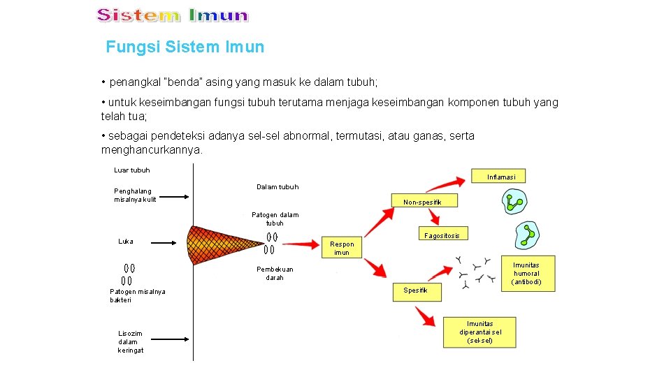 Fungsi Sistem Imun • penangkal “benda” asing yang masuk ke dalam tubuh; • untuk