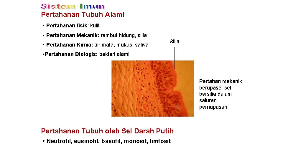 Pertahanan Tubuh Alami • Pertahanan fisik: kulit • Pertahanan Mekanik: rambut hidung, silia •