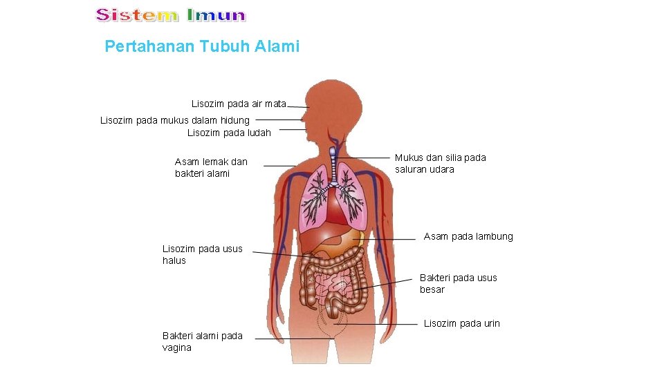 Pertahanan Tubuh Alami Lisozim pada air mata Lisozim pada mukus dalam hidung Lisozim pada