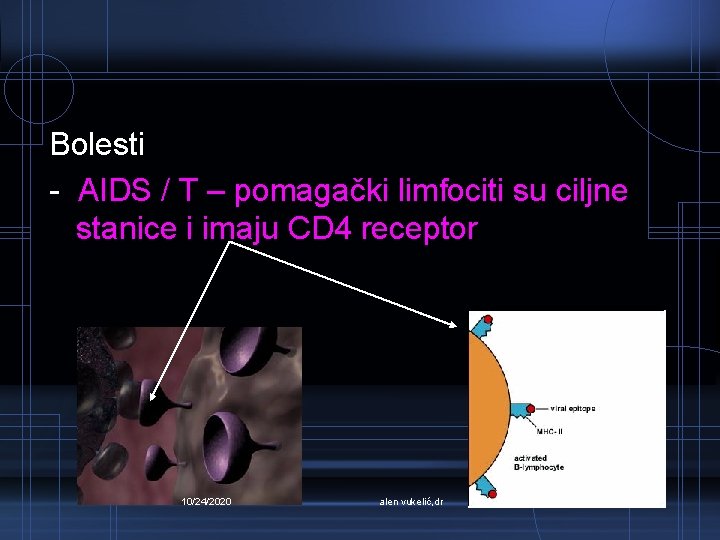 Bolesti - AIDS / T – pomagački limfociti su ciljne stanice i imaju CD