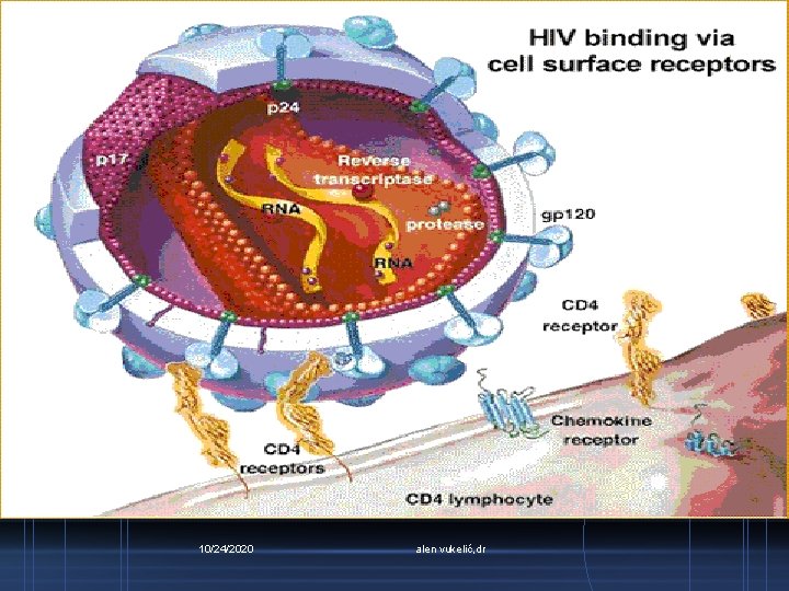 10/24/2020 alen vukelić, dr 