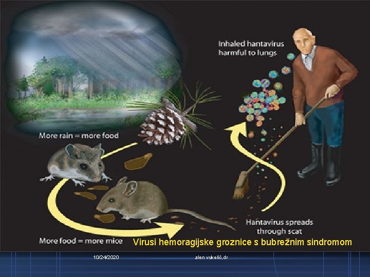 Virusi hemoragijske groznice s bubrežnim sindromom 10/24/2020 alen vukelić, dr 