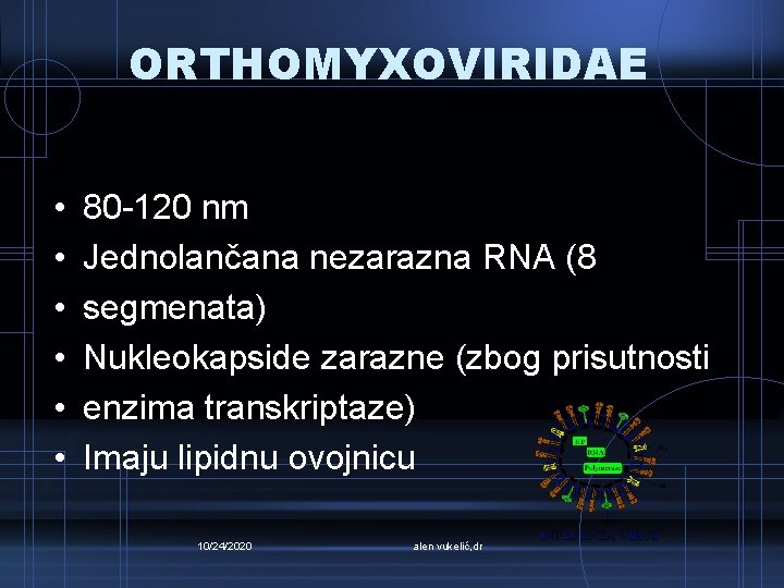 ORTHOMYXOVIRIDAE • • • 80 -120 nm Jednolančana nezarazna RNA (8 segmenata) Nukleokapside zarazne