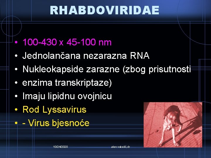 RHABDOVIRIDAE • • 100 -430 x 45 -100 nm Jednolančana nezarazna RNA Nukleokapside zarazne