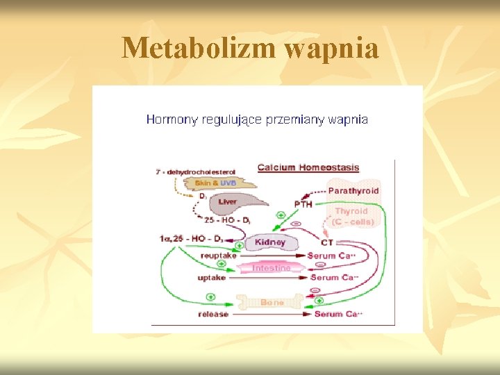Metabolizm wapnia 