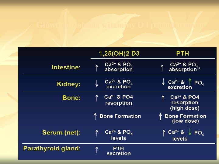 Główne działania witaminy D i parathormonu 