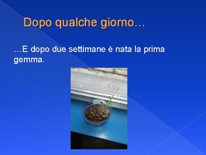 Dopo qualche giorno… …E dopo due settimane è nata la prima gemma. 