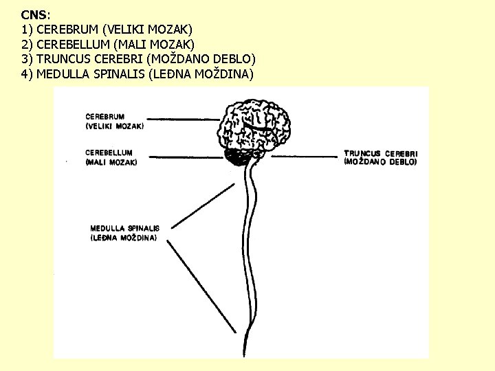 CNS: 1) CEREBRUM (VELIKI MOZAK) 2) CEREBELLUM (MALI MOZAK) 3) TRUNCUS CEREBRI (MOŽDANO DEBLO)