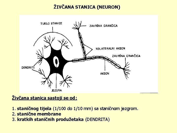 ŽIVČANA STANICA (NEURON) Živčana stanica sastoji se od: 1. staničnog tijela (1/100 do 1/10