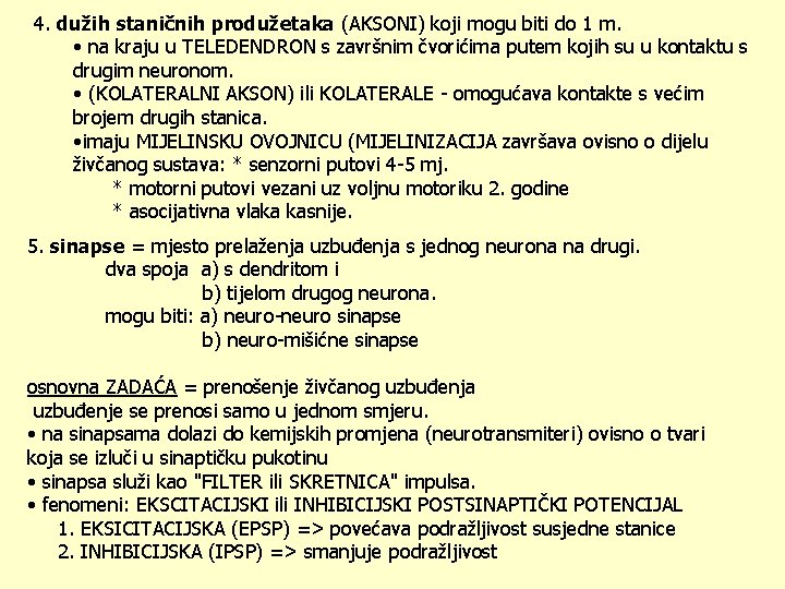 4. dužih staničnih produžetaka (AKSONI) koji mogu biti do 1 m. • na kraju