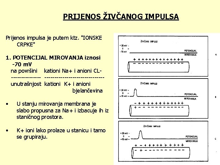 PRIJENOS ŽIVČANOG IMPULSA Prijenos impulsa je putem ktz. "IONSKE CRPKE" 1. POTENCIJAL MIROVANJA iznosi