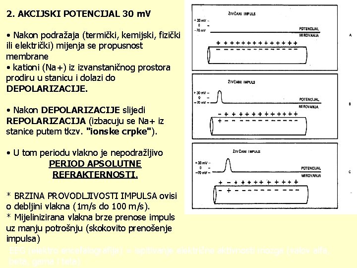 2. AKCIJSKI POTENCIJAL 30 m. V • Nakon podražaja (termički, kemijski, fizički ili električki)