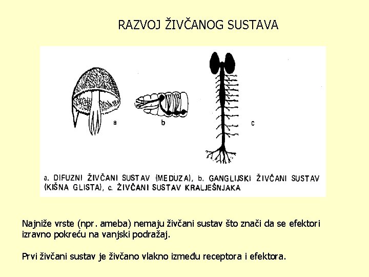 RAZVOJ ŽIVČANOG SUSTAVA Najniže vrste (npr. ameba) nemaju živčani sustav što znači da se