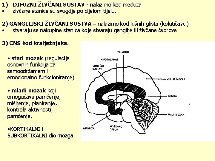 1) DIFUZNI ŽIVČANI SUSTAV - nalazimo kod meduza • živčane stanice su svugdje po