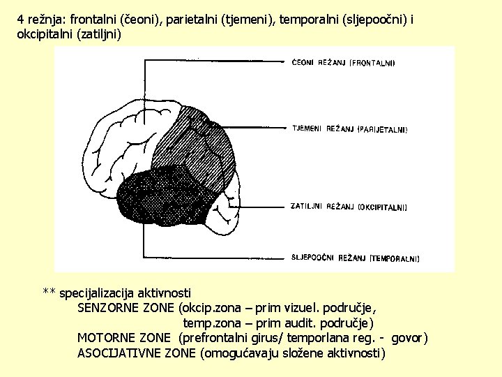 4 režnja: frontalni (čeoni), parietalni (tjemeni), temporalni (sljepoočni) i okcipitalni (zatiljni) ** specijalizacija aktivnosti
