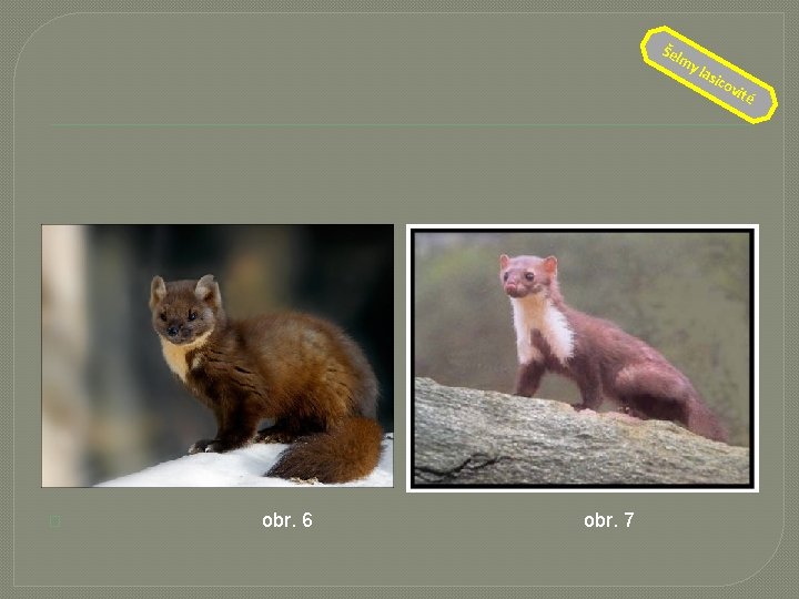 Šel � obr. 6 obr. 7 my la sic o vit é 