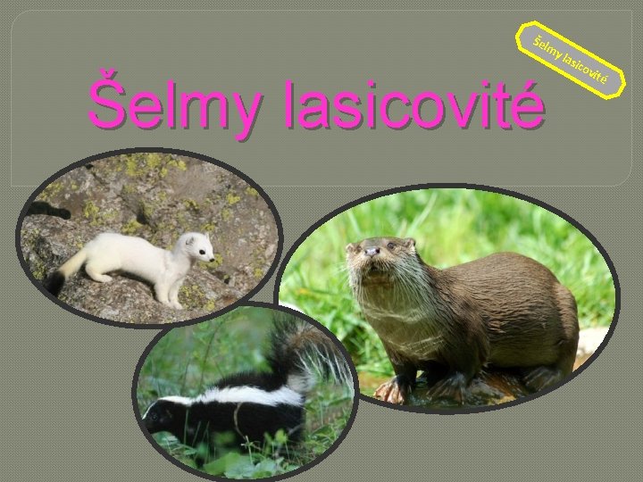 Šel my la Šelmy lasicovité sic o vit é 