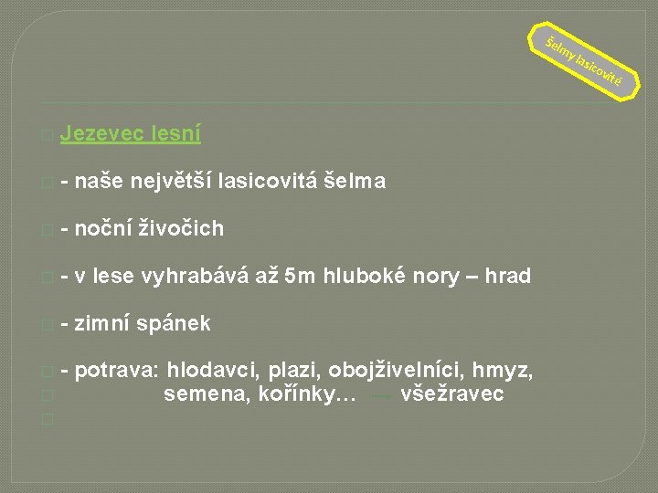 Šel � Jezevec lesní � - naše největší lasicovitá šelma � - noční živočich