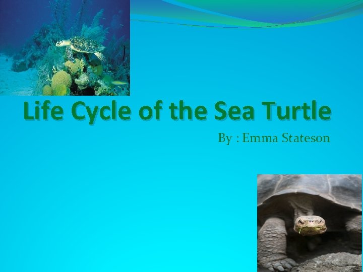 Life Cycle of the Sea Turtle By : Emma Stateson 
