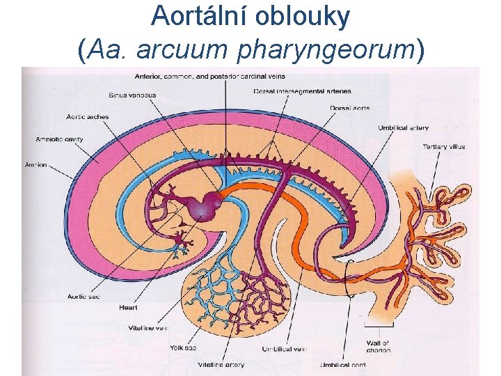 Aortální oblouky (Aa. arcuum pharyngeorum) 