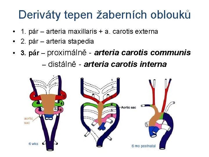 Deriváty tepen žaberních oblouků • 1. pár – arteria maxillaris + a. carotis externa