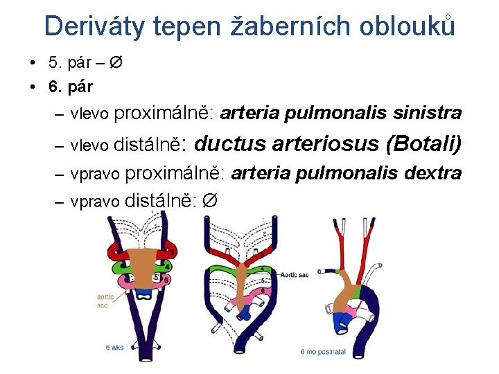 Deriváty tepen žaberních oblouků • 5. pár – Ø • 6. pár – vlevo