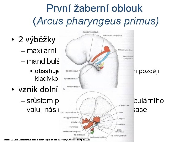První žaberní oblouk (Arcus pharyngeus primus) • 2 výběžky – maxilární (kraniálně) – mandibulární